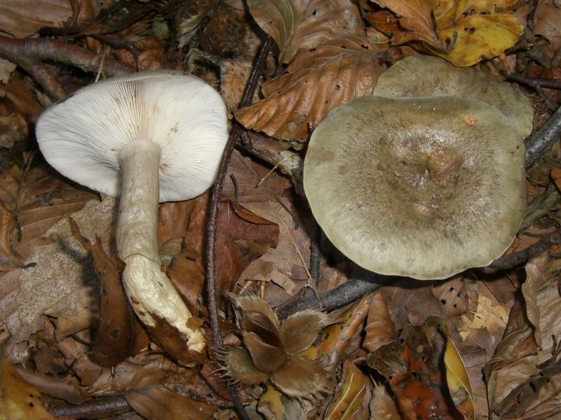 Lactarius-fluens_Braunfleckender-Michling