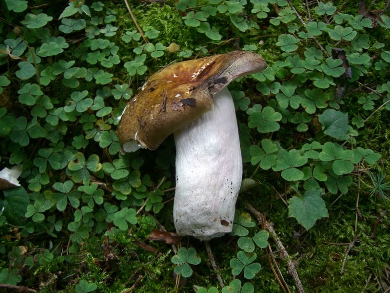 Russula-integra_Brauner_Leder-Täubling