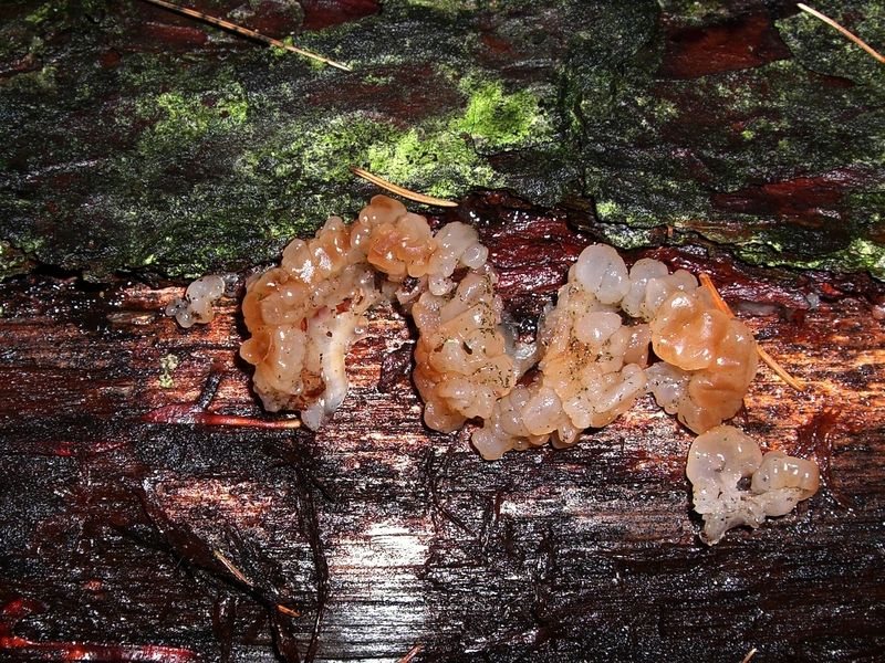 TREMELLA-ENCEPHALA_Kiefern-Kernling