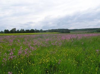 Wiese Mähgutübertragung