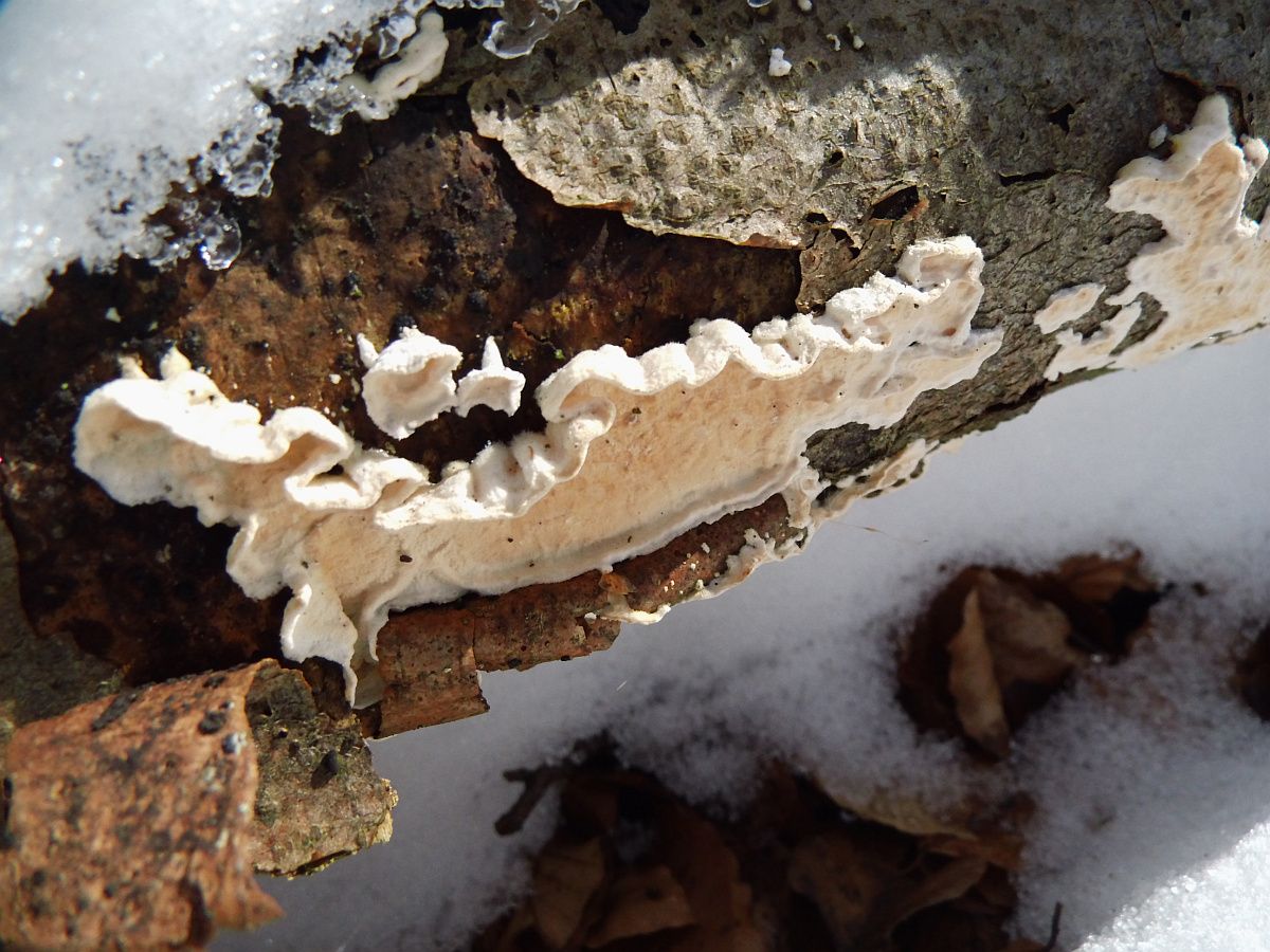 MERULIOPSIS_CORIUM_Heller-Lederfältling