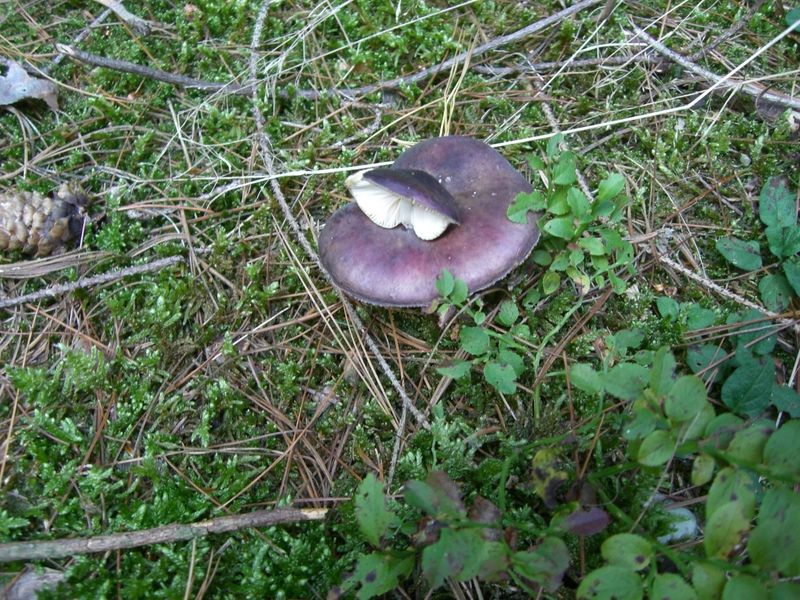 Russula-queletii_Stachelbeer-Täubling