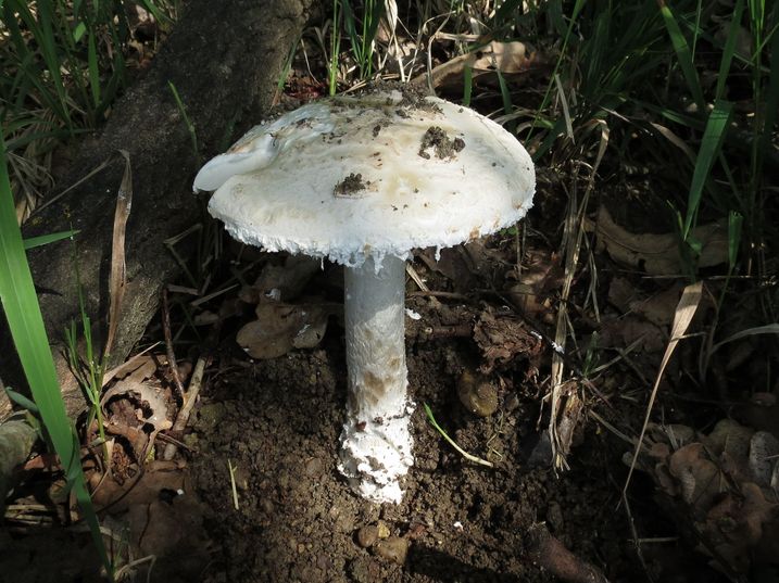 Amanita strobiliformis