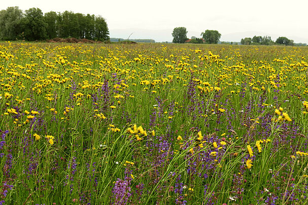 Blumenwiese im Wallersdorfer Moos