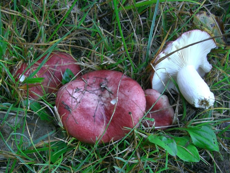 Russula-sanguinaria_Blut-Täubling