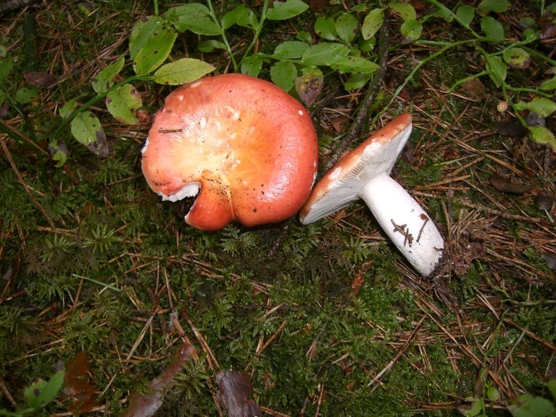 Russula-paludosa_Apfeltäubling