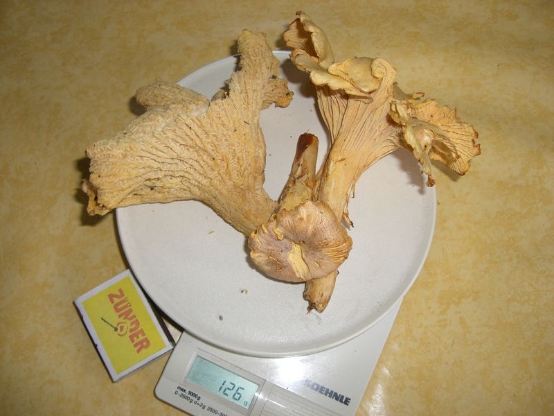 CANTHARELLUS_CIBARIUS_VAR._AMETHYSTEUS_Amethyst-Pfifferling