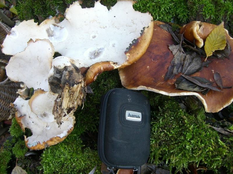 Polyporus-badius_Schwarzroter_Porling