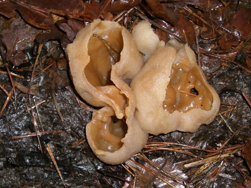 Peziza-vesiculosa_Blasiger_Becherling