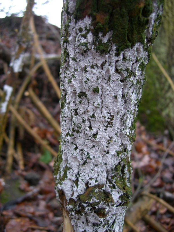 HYPHODONTIA-SAMBUCI_Weißer_Holunderrindenpilz