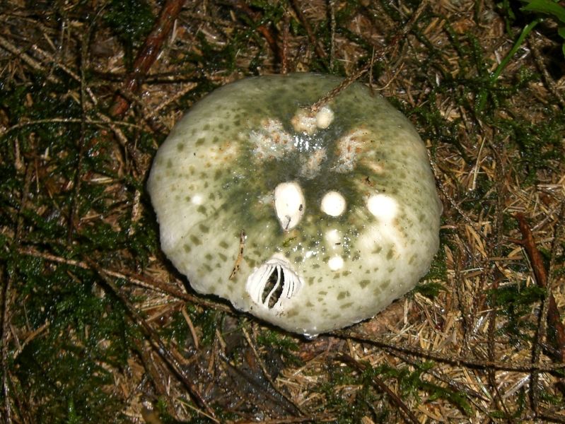 Russula-virescens_Grüngefeldeter_Täubling