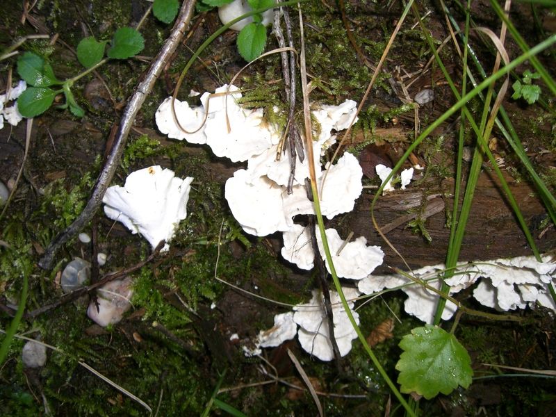 ARRHENIA-SPATHULATA_Gezonter_Adermoosling