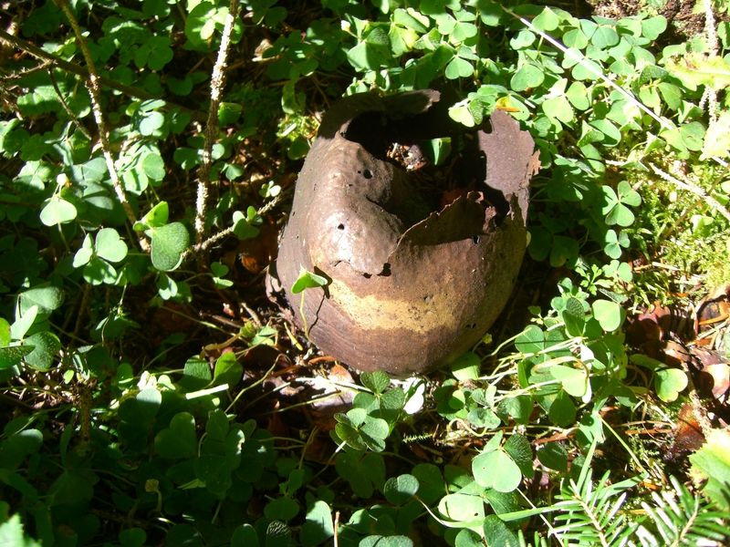 Calvatia-utriformis Hasen-Stäubling