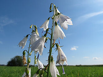 Becherglockenblume Becherglockenblume