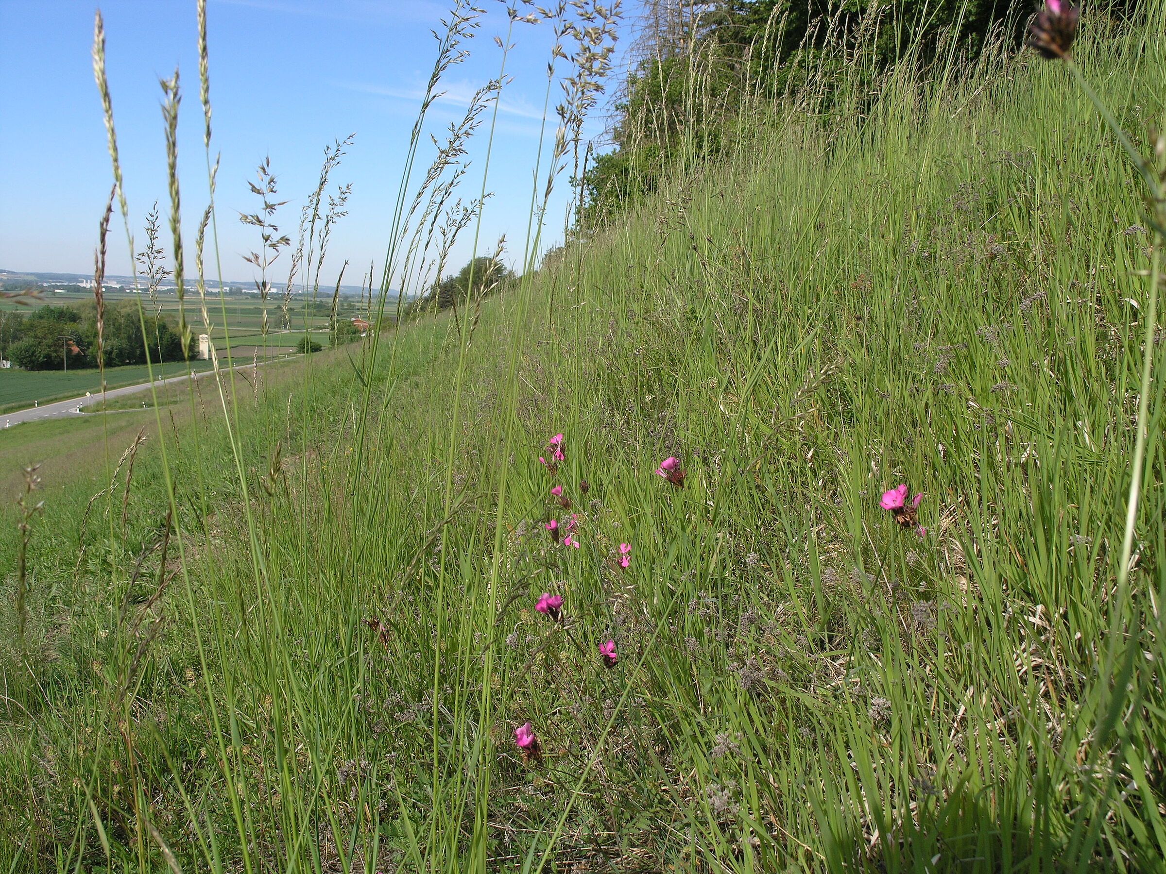 Karthäusernelken am Südhang bei Thürnthenning