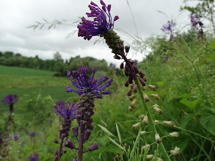 Schopfige Traubenhyazinthe