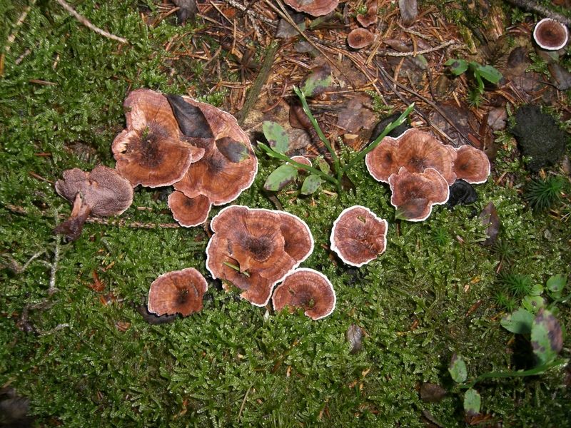 HYDNELLUM-SCROBICULATUM_Grubiger_Korkstacheling