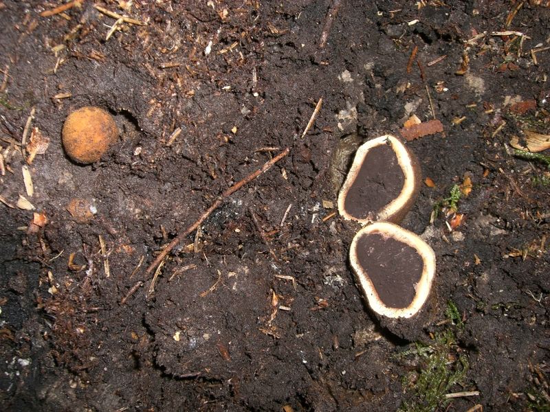 ELAPHOMYCES_GRANULATUS_Kleinwarzige_Hirschtrüffel