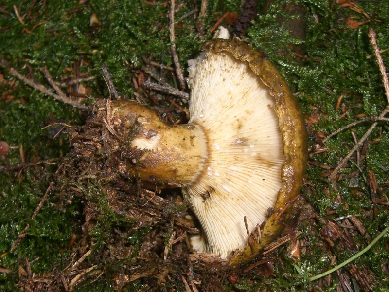 Lactarius_turpis_Olivbrauner_Milchling