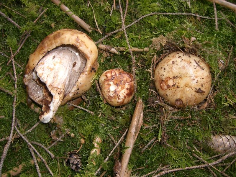 Russula-illota_Moorsetäubling