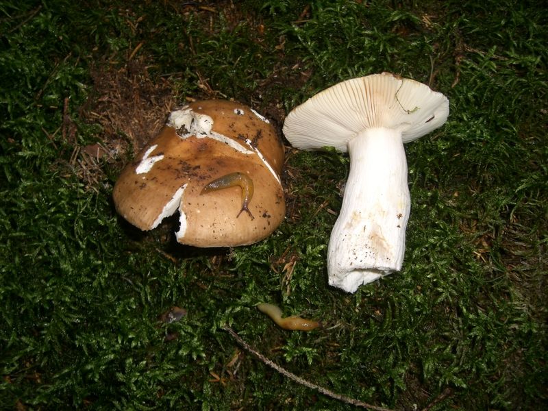 Russula-mustelina_Wiesel-Täubling