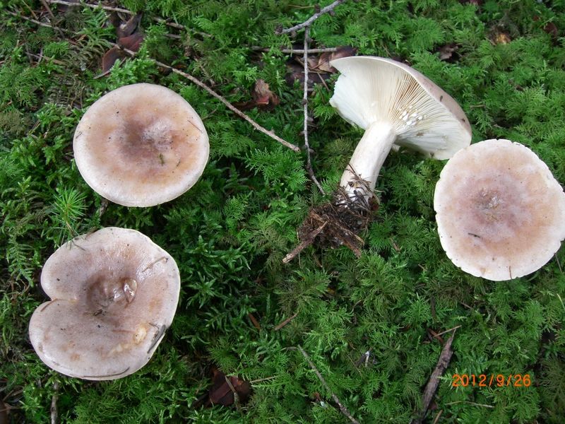 Lactarius-vietus_Graufleckender_Milchling