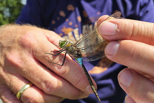 Vielfalt an Libellenarten Niederviehbach. Unter der Leitung von Libellenkundler Herwig Leinsinger aus Kösching konnten Naturinteressierte und Mitglieder des BUND-Naturschutz 13 unterschiedliche Libellenarten beobachten. Die Wörther Isarau zeichnet sich durch eine Kombination verschiedener Libellenlebensräume aus und ist dadurch ideal für eine Erkundungstour. So wurden Mühlbach, verschiedene Kiesweiher, der Sickergraben und die Isar besucht. Jede Libellenart habe eigene Ansprüche an ihren Lebensraum, so beeinflussen Strömungsgeschwindigkeit, die Wassertemperatur, Nährstoffgehalt, der Bewuchs des Gewässers und der Fischbesatz die Artenzusammensetzung. AuIn den vergangenen Jahren habe das Vorkommen des Großen Granatauges und der Braunen Mosaikjungfer abgenommen. Sehr schön konnten die Teilnehmer Exemplare der Kleinen und Großen Königslibelle, Feuerlibellen, den Großen Blaupfeil und die Blutrote Heidelibelle beobachten. Auch verschiedene Azurjungfern und das Kleine Granatauge, Große Pechlibelle und weitere Arten waren zu sehen. Auch die Exuvien verschiedener Arten wurden durch Leinsinger vorgestellt und besprochen. Bild1: Libellenkundler Leinsinger erläutert die Unterscheidungsmerkmale verschiedener Exuvien (abgestreifte Haut der Libellenlarven) anhand im Gelände vorgefundener Exemplare. Eine Kleine Königslibelle konnte gerettet werden und wurde wieder in die Freiheit entlassen.