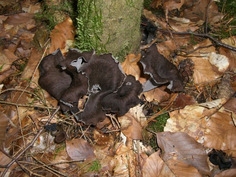 Craterellus-cornucopioides_Herbsttrompete