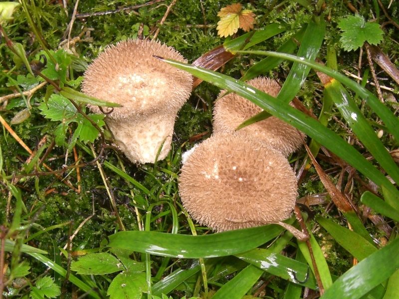 Lycoperdong-umbrinum_Brauner-Stäubling