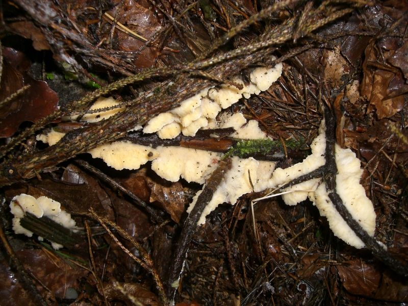 Merulicium_fusisporum_Spindelsporiger_Fältling