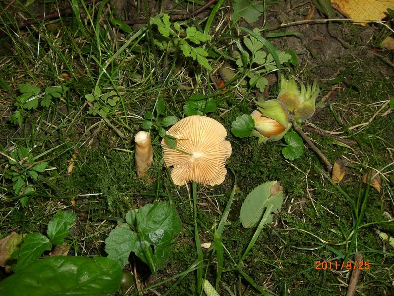 Lactarius-pyrogalus_Hasel-Milchling