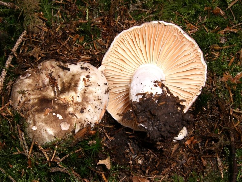 Russula-nigricans_Dickblättriger_Schwärz-Täubling