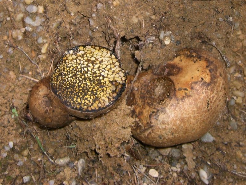 PISOLITHUS_ARHIZUS Gemeiner_Erbsenstreuling