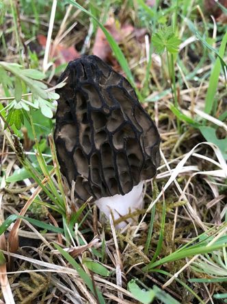 Die Spitzmorchel (Foto: Breese)
