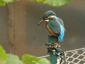 Eisvogel Köllnbach