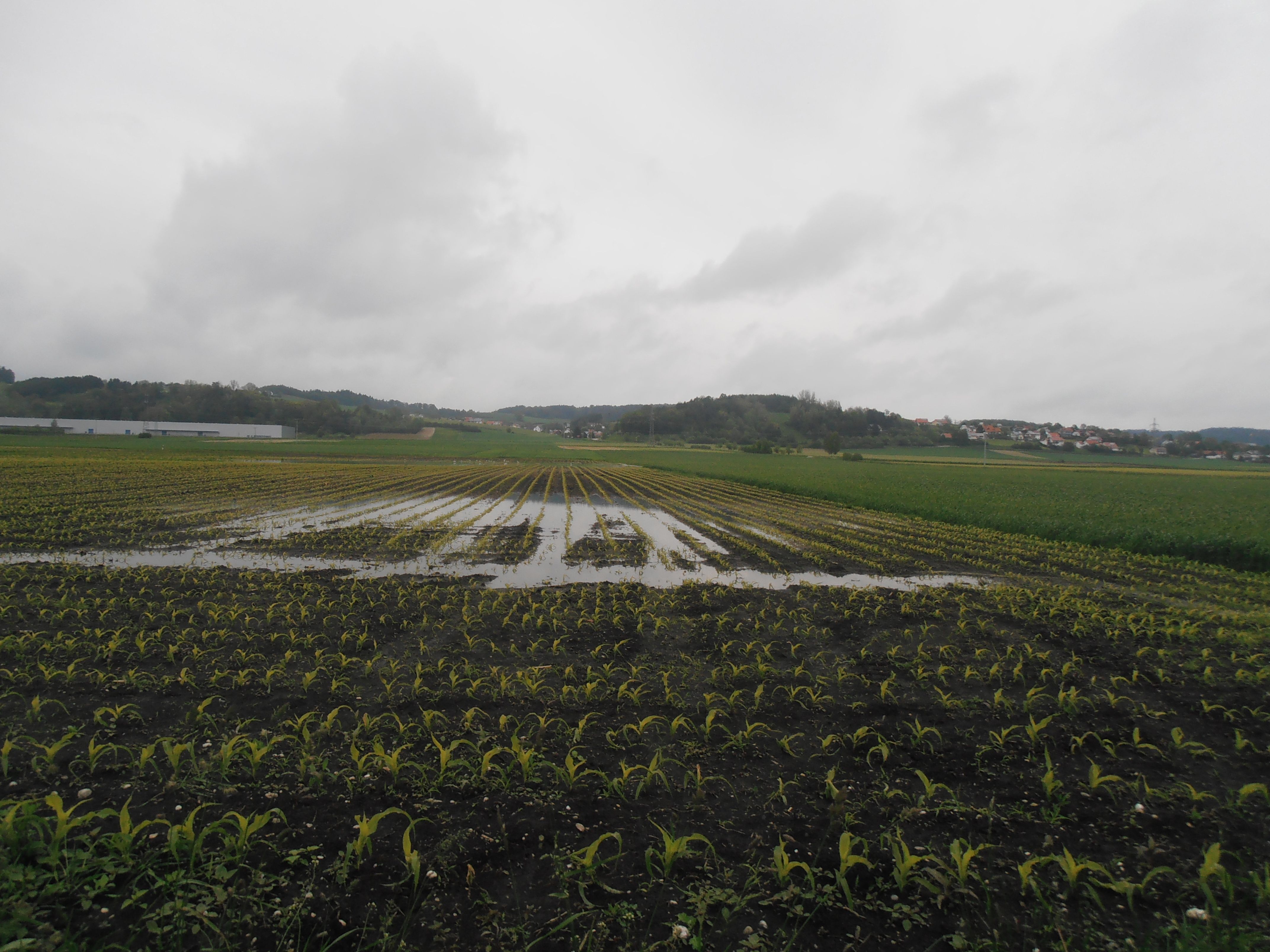 Maisfeld Mais Königsauer Moos 2013