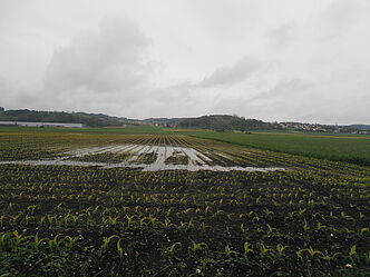 abgesoffener Mais Maisfeld Mais Königsauer Moos 2013