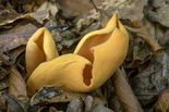 Otidea-onotica_Eselsohr