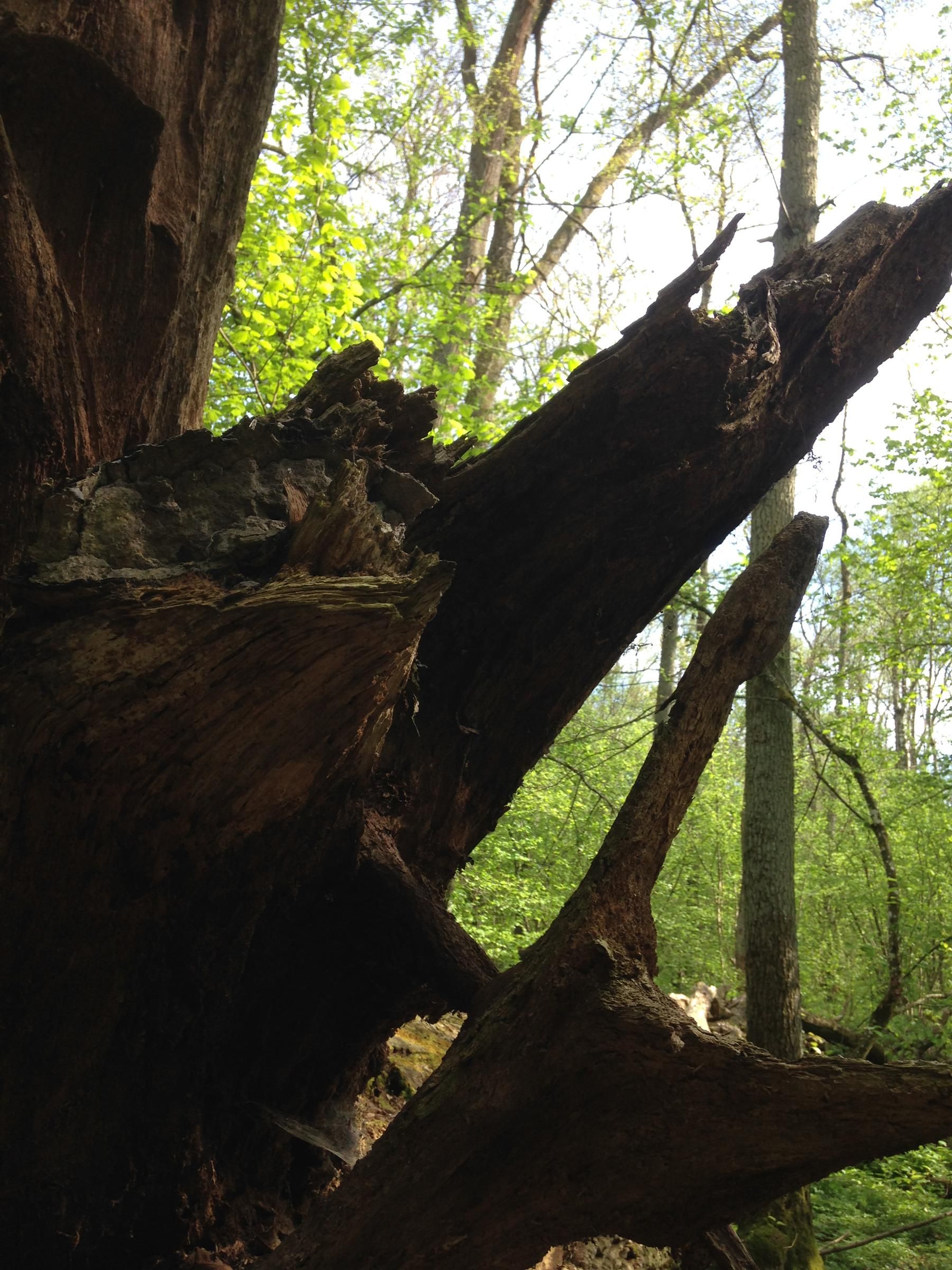 Die Soraya-Eiche erfüllt jetzt als Baumleiche eine wichtige Funktion