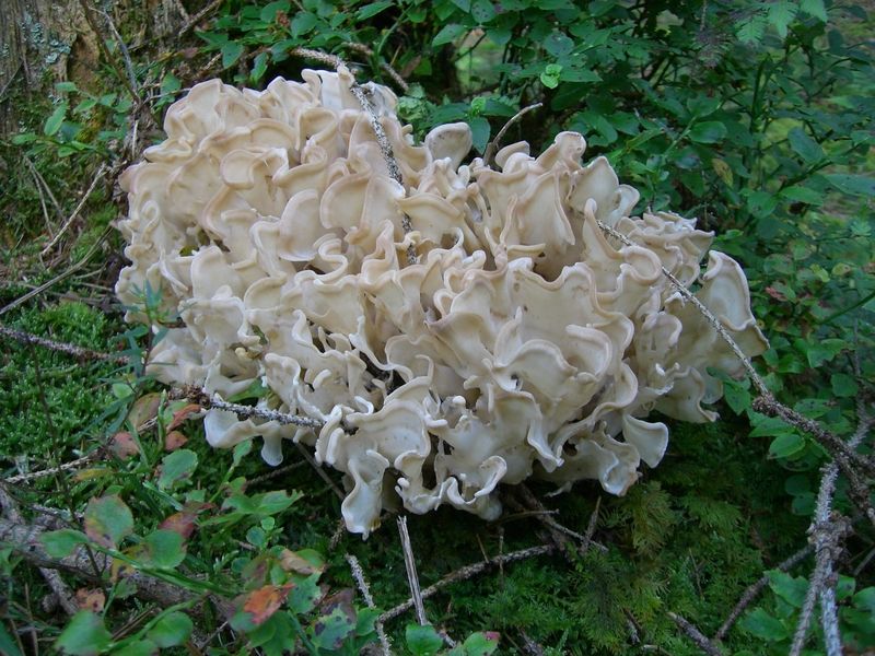 Sprassis-brevis_Breitblättrige_Glucke