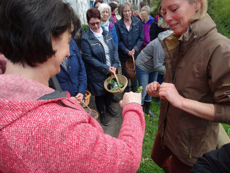 Heilkräuterwanderung