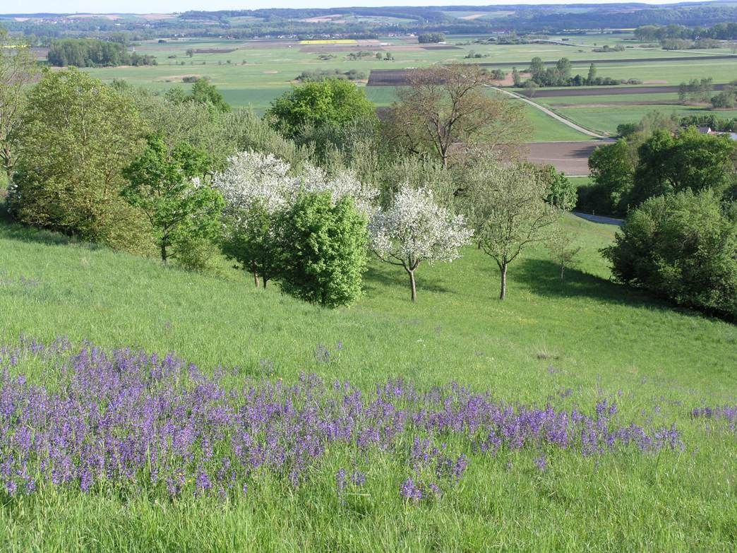 Isartal Südhang Juni Wiesensalbei