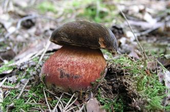 Pilz des Monats: Der Flockenstielige Hexenröhrling Bildunterschrift: Der Flockenstielige Hexenröhrling, auch Schusterpilz oder Zigeuner genannt, kann bei passenden Witterungsverhältnissen schon im Juni gefunden werden.