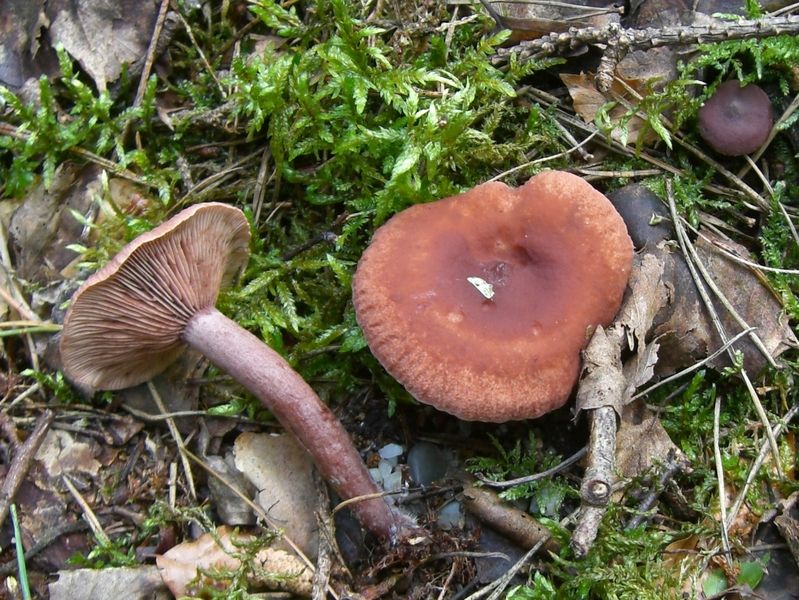 Lactarius-camphoratus_Kampfer-Milchling