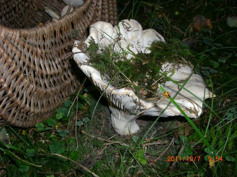 Lactarius-vellereus_Wolliger_Milchling