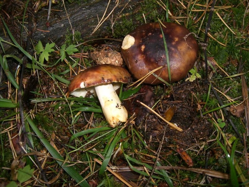 Russula-viscida Lederstiel-Täubling