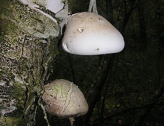 Birkenporling Piptoporus betulinus