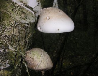 Birkenporling Piptoporus betulinus