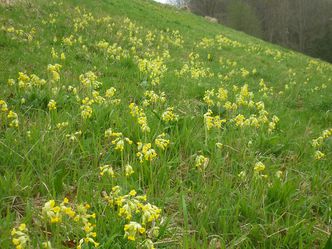 Schlüsselblumen