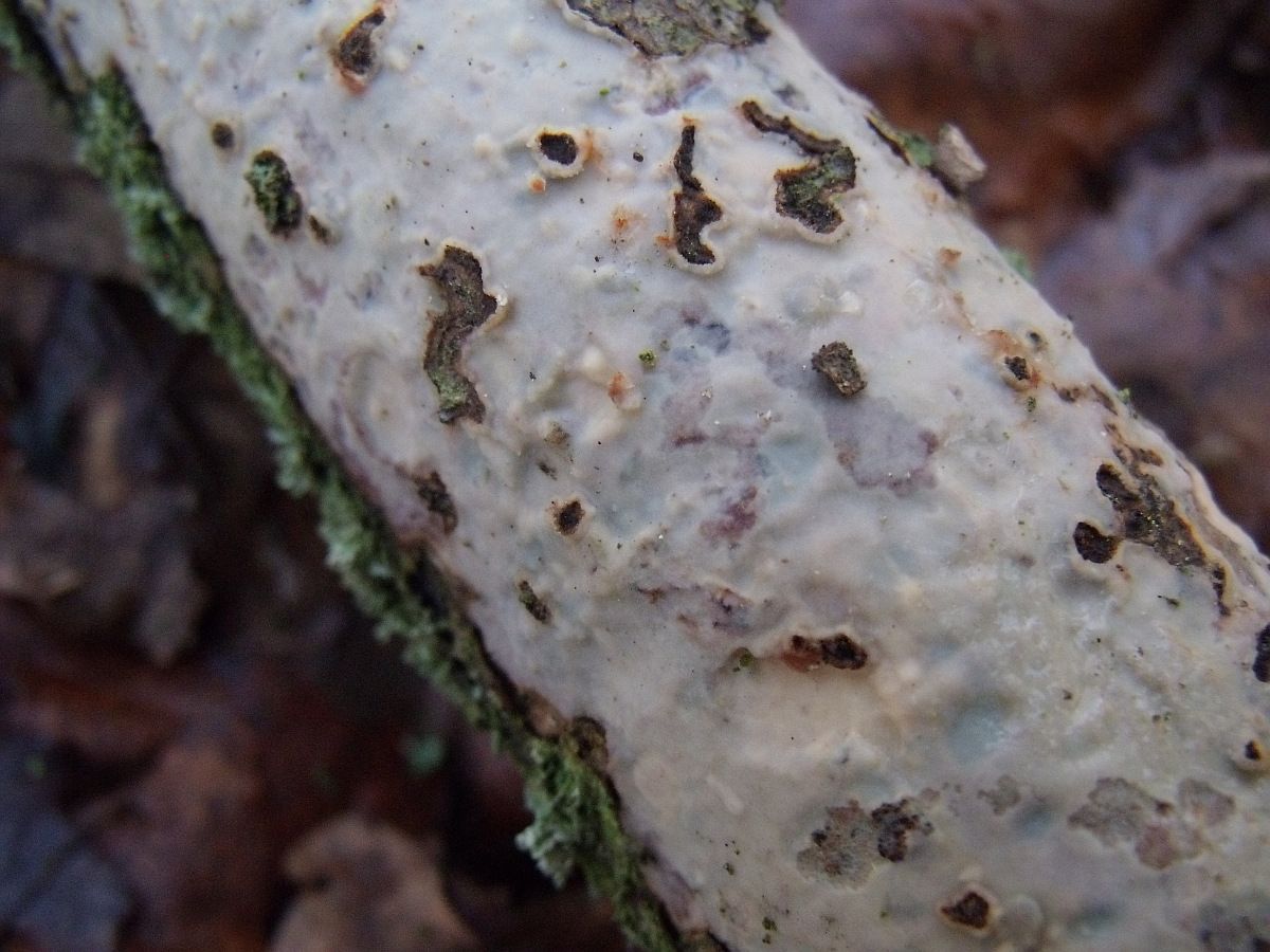 VUILLEMINIA_COMEDENS_Gewöhnlicher-Rindensprenger